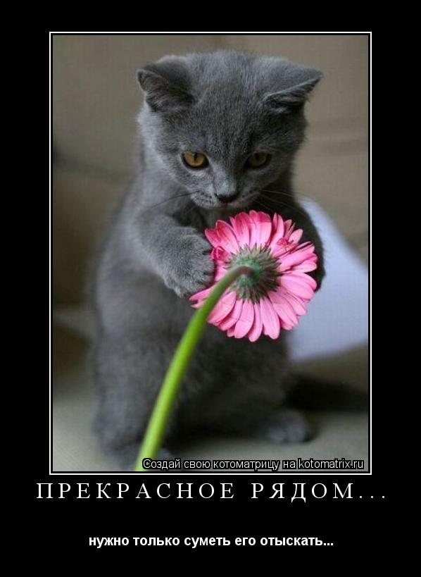 Котоматрица: ПРЕКРАСНОЕ РЯДОМ... нужно только суметь его отыскать...