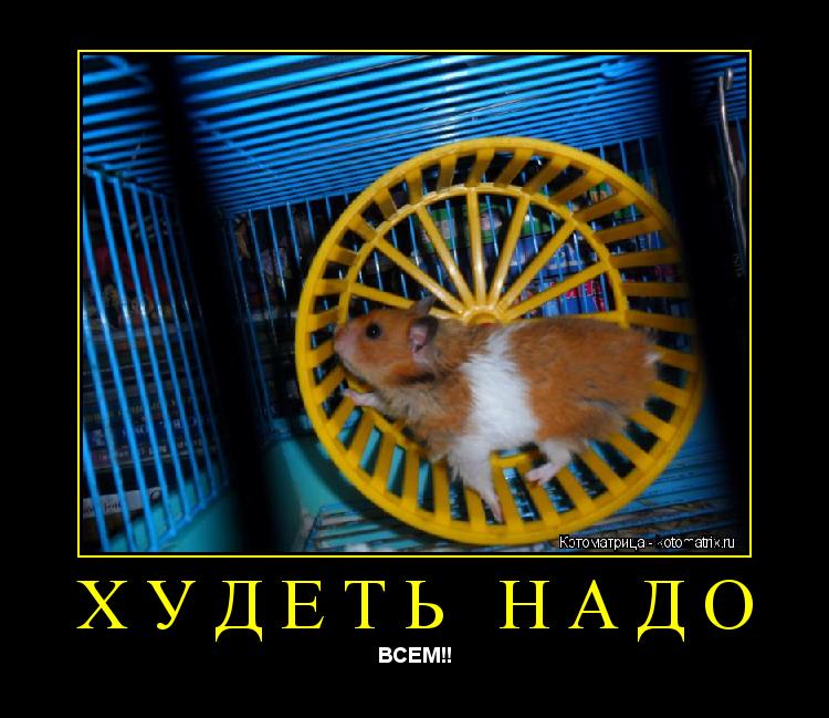 Котоматрица: Худеть надо ВСЕМ!!
