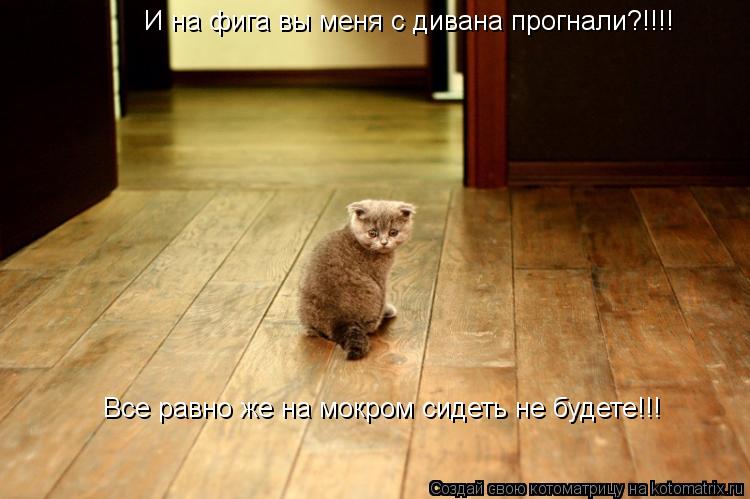 Котоматрица: И на фига вы меня с дивана прогнали?!!!! Все равно же на мокром сидеть не будете!!!