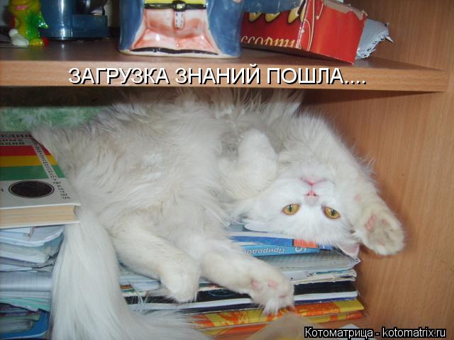 Котоматрица: ЗАГРУЗКА ЗНАНИЙ ПОШЛА....