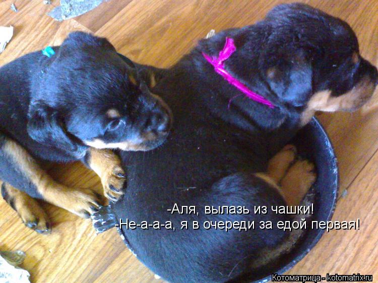 Котоматрица: -Аля, вылазь из чашки! -Не-а-а-а, я в очереди за едой первая!
