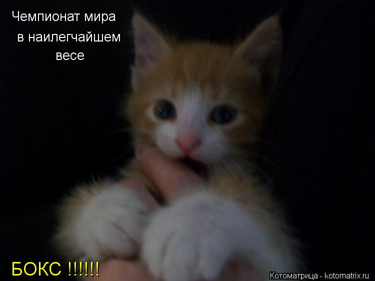 Котоматрица: Чемпионат мира в наилегчайшем весе БОКС !!!!!!