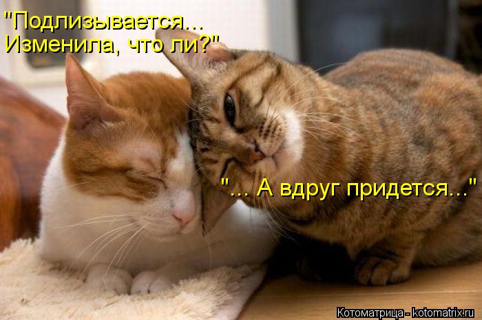 Изменила, что ли?" "Подлизывается... "... А вдруг придется..."... Котоматрица: Изменила, что ли?" "Подлизывается... "... А вдруг придется..."