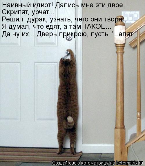 Котоматрица: Наивный идиот! Дались мне эти двое. Скрипят, урчат... Решил, дурак, узнать, чего они творят. Я думал, что едят, а там ТАКОЕ... Да ну их... Дверь прик