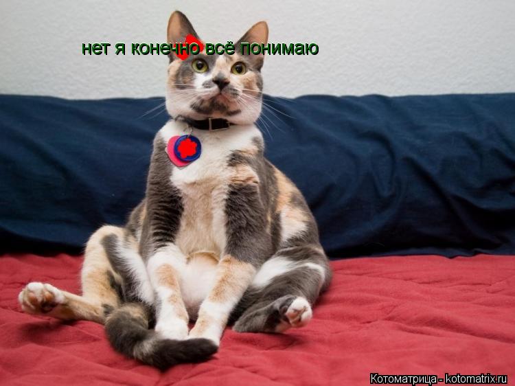 Котоматрица: нет я конечно всё понимаю  нет я конечно всё понимаю
