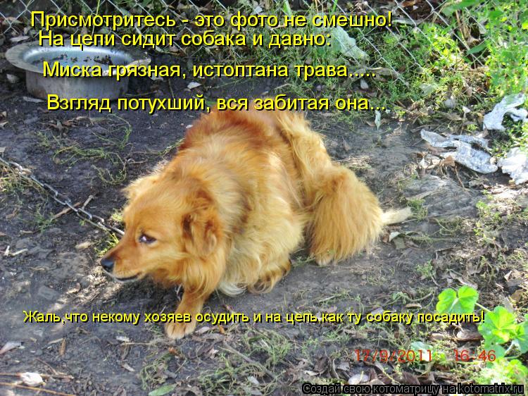 Котоматрица: Присмотритесь - это фото не смешно! На цепи сидит собака и давно: Миска грязная, истоптана трава..... Взгляд потухший, вся забитая она... Жаль,чт