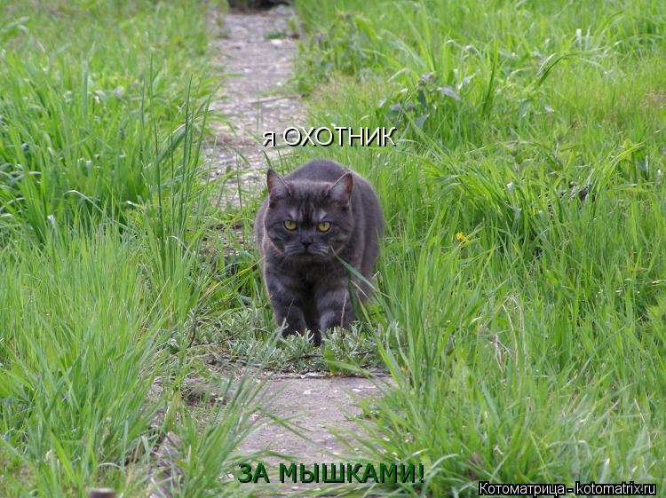 Котоматрица: я ОХОТНИК  я ОХОТНИК  ЗА МЫШКАМИ!