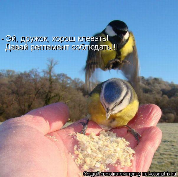 Котоматрица: Давай регламент соблюдать!!! - Эй, дружок, хорош клевать!