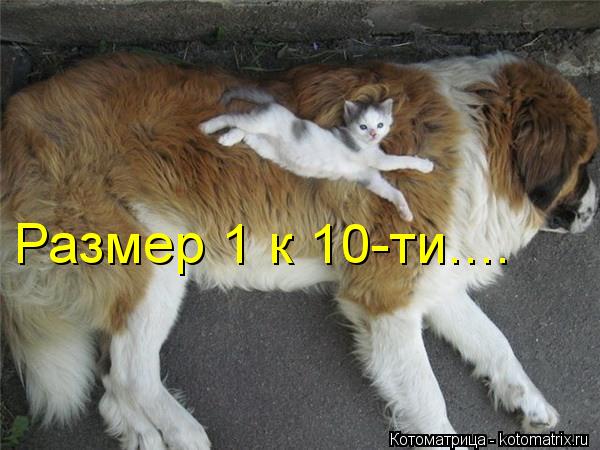 Котоматрица: Размер 1 к 10-ти....