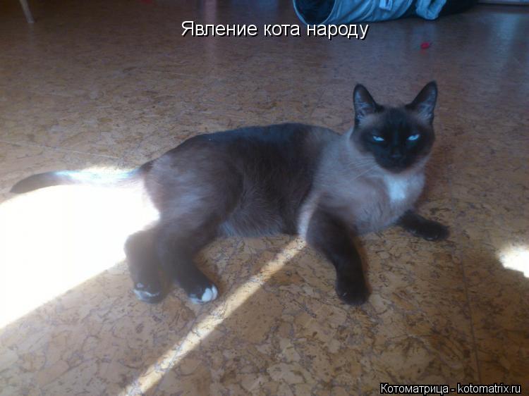 Котоматрица: Явление кота народу