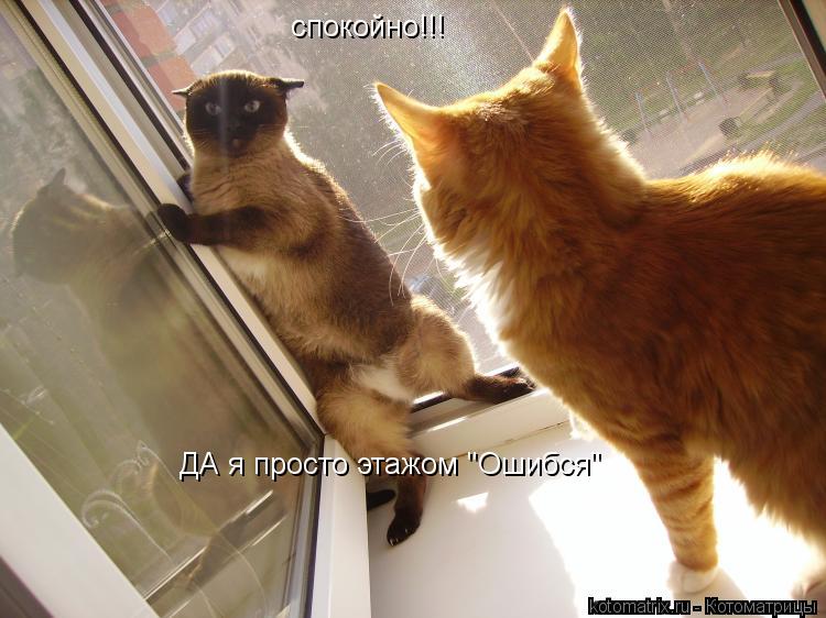 спокойно!!! ДА я просто этажом "Ошибся"... Котоматрица: спокойно!!! ДА я просто этажом "Ошибся"