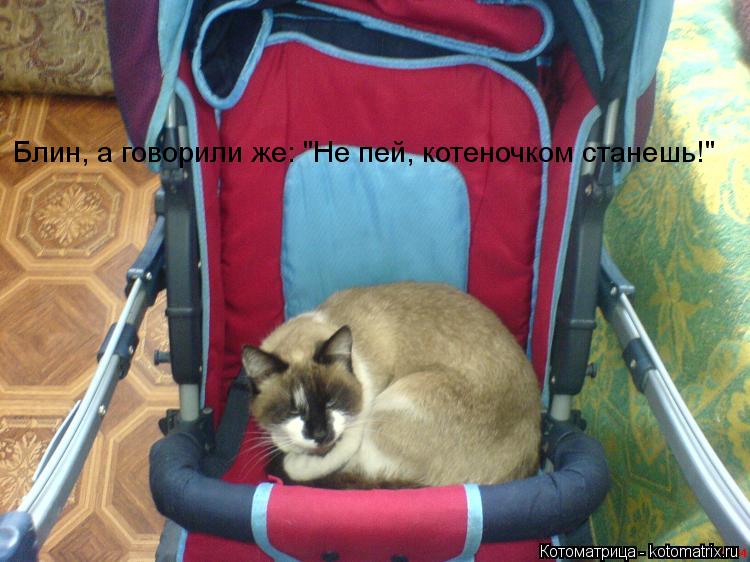 Блин, а говорили же: "Не пей, котеночком станешь!"... Котоматрица: Блин, а говорили же: "Не пей, котеночком станешь!"