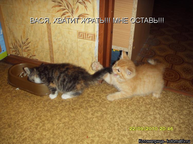 ВАСЯ, ХВАТИТ ЖРАТЬ!!! МНЕ ОСТАВЬ!!!... Котоматрица: ВАСЯ, ХВАТИТ ЖРАТЬ!!! МНЕ ОСТАВЬ!!!