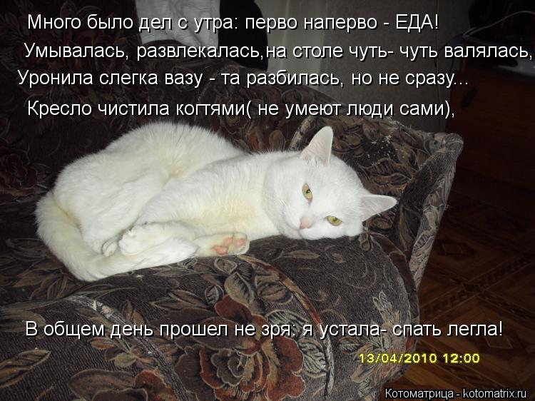Котоматрица: Много было дел с утра: перво наперво - ЕДА! Умывалась, развлекалась,на столе чуть- чуть валялась, Уронила слегка вазу - та разбилась, но не сра