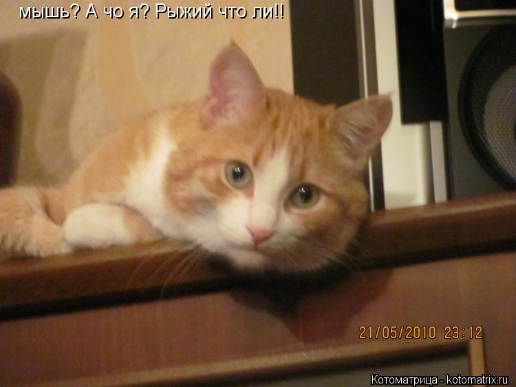 Котоматрица: мышь? А чо я? Рыжий что ли!!