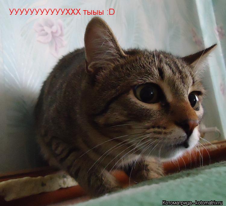 Котоматрица: УУУУУУУУУУУХХХ тыыы :D