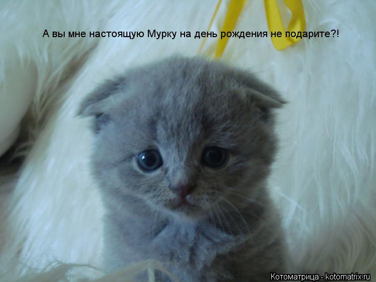 Котоматрица: А вы мне настоящую Мурку на день рождения не подарите?!