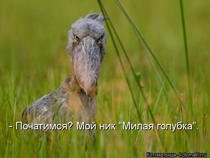 Котоматрица: - Початимся? Мой ник "Милая голубка".