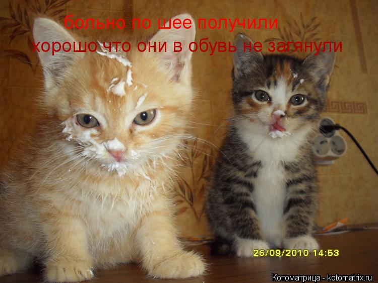 Котоматрица: больно по шее получили хорошо что они в обувь не загянули