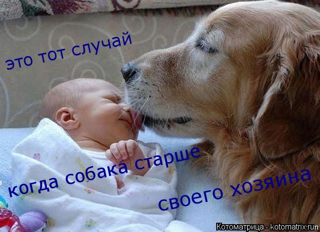 Котоматрица: это тот случай своего хозяина когда собака старше