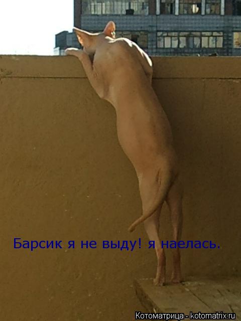 Котоматрица: Барсик я не выду! я наелась.