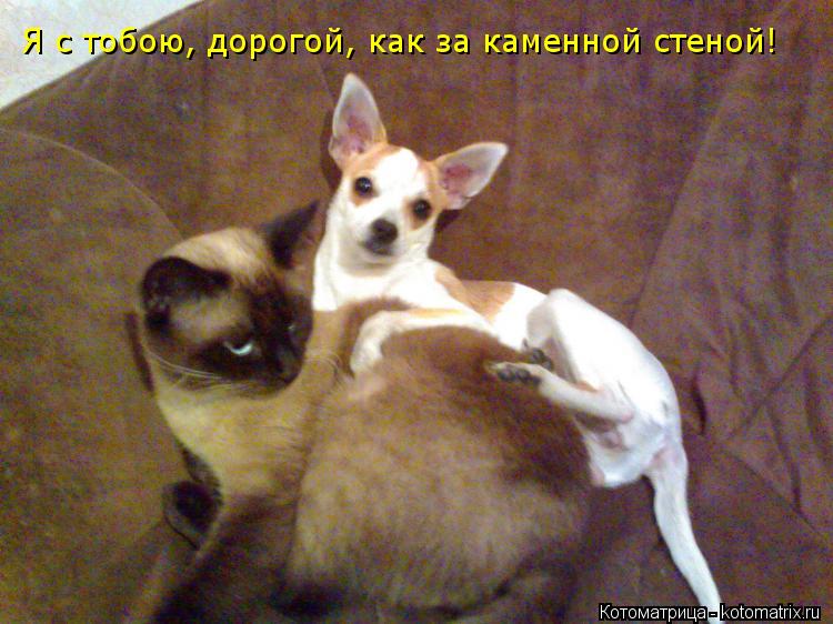 Котоматрица: Я с тобою, дорогой, как за каменной стеной!