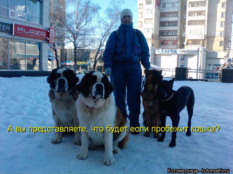 Котоматрица: А вы представляете, что будет если пробежит кошка?