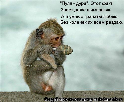 Котоматрица: Без колечек их всем раздаю. А я умные гранаты люблю, "Пуля - дура". Этот факт Знает даже шимпанзяк.