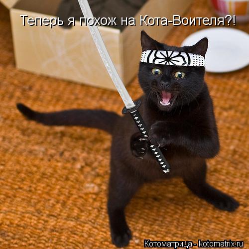 Котоматрица: Теперь я похож на Кота-Воителя?!