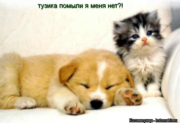 Котоматрица: тузика помыли я меня нет?!