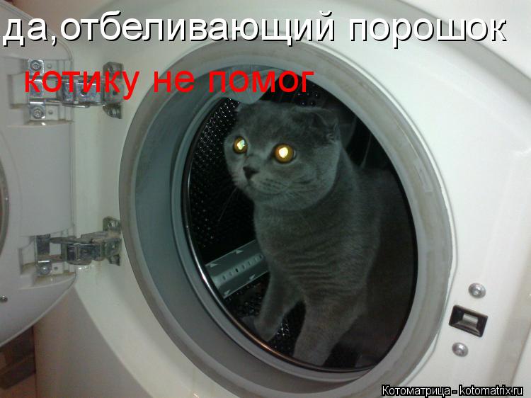 Котоматрица: да,отбеливающий порошок  котику не помог