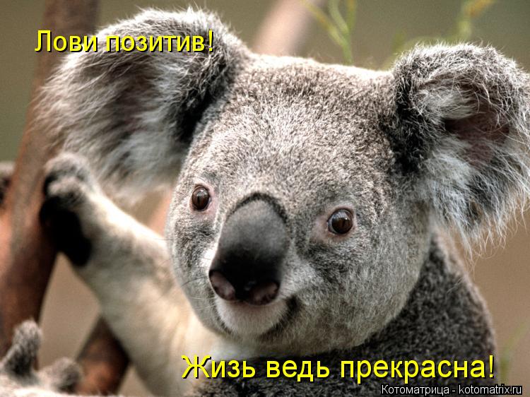 Лови позитив! Жизь ведь прекрасна!... Котоматрица: Лови позитив! Жизь ведь прекрасна!