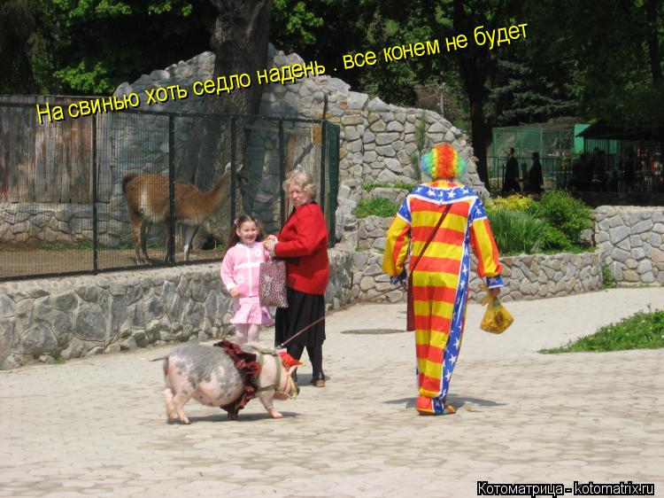 Котоматрица: На свинью хоть седло надень — все конем не будет