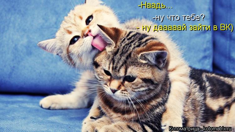 Котоматрица: - ну дааааай зайти в ВК) -Наадь... -ну что тебе?