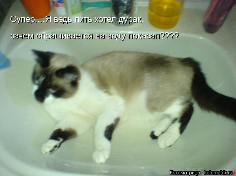 Котоматрица: Супер....Я ведь пить хотел,дурак, зачем спрашивается на воду показал????
