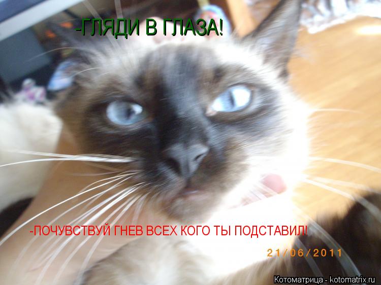 -ГЛЯДИ В ГЛАЗА! -ПОЧУВСТВУЙ ГНЕВ ВСЕХ КОГО ТЫ ПОДСТАВИЛ!... Котоматрица: -ГЛЯДИ В ГЛАЗА! -ПОЧУВСТВУЙ ГНЕВ ВСЕХ КОГО ТЫ ПОДСТАВИЛ!