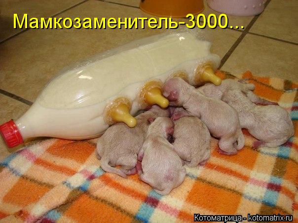 Котоматрица: Мамкозаменитель-3000...