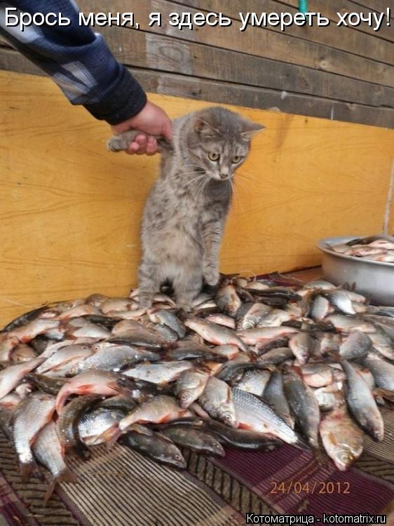 Брось меня, я здесь умереть хочу!... Котоматрица: Брось меня, я здесь умереть хочу!