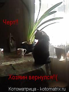 Котоматрица: Черт!! Хозяин вернулся!!(