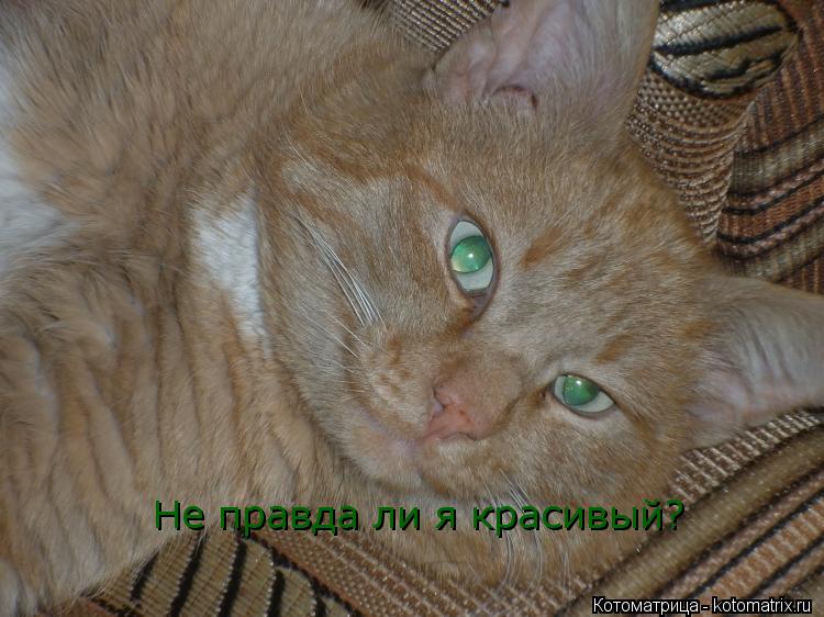 Котоматрица: Не правда ли я красивый?