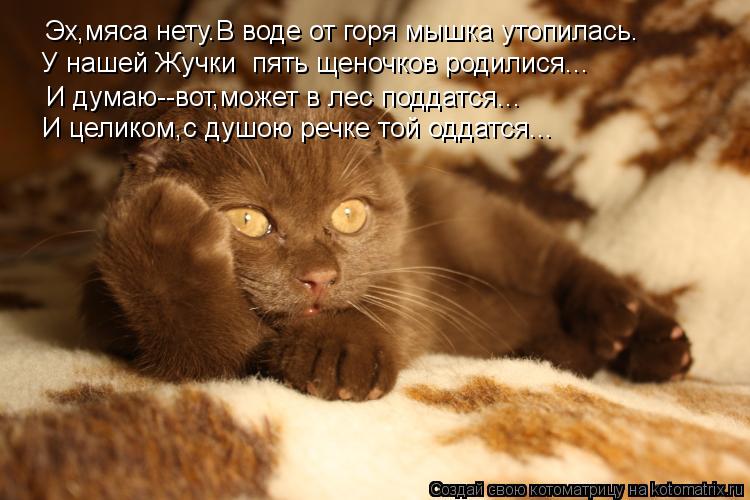 Котоматрица: Эх,мяса нету.В воде от горя мышка утопилась. И думаю--вот,может в лес поддатся... И целиком,с душою речке той оддатся... У нашей Жучки  пять щено
