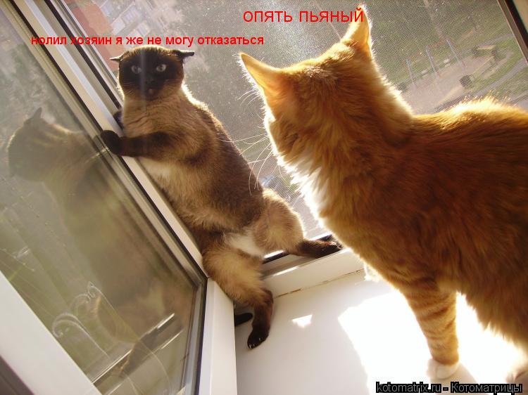 Котоматрица: опять пьяный  нолил хозяин я же не могу отказаться