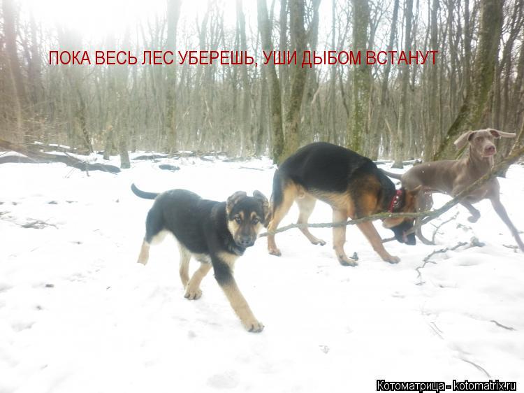 Котоматрица: ПОКА ВЕСЬ ЛЕС УБЕРЕШЬ, УШИ ДЫБОМ ВСТАНУТ