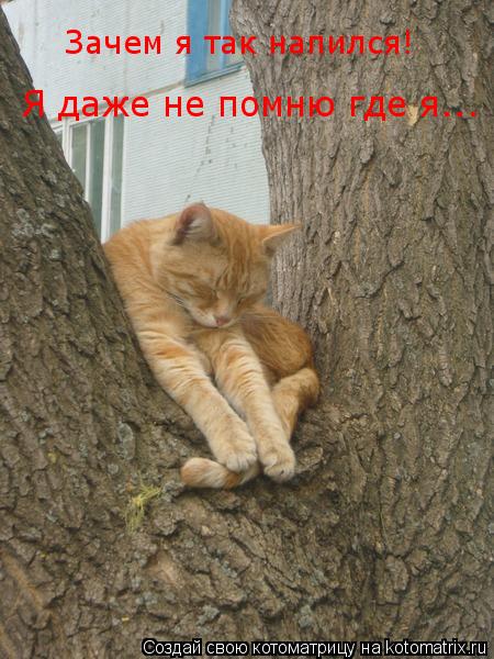 Зачем я так напился! Я даже не помню где я...... Котоматрица: Зачем я так напился! Я даже не помню где я...