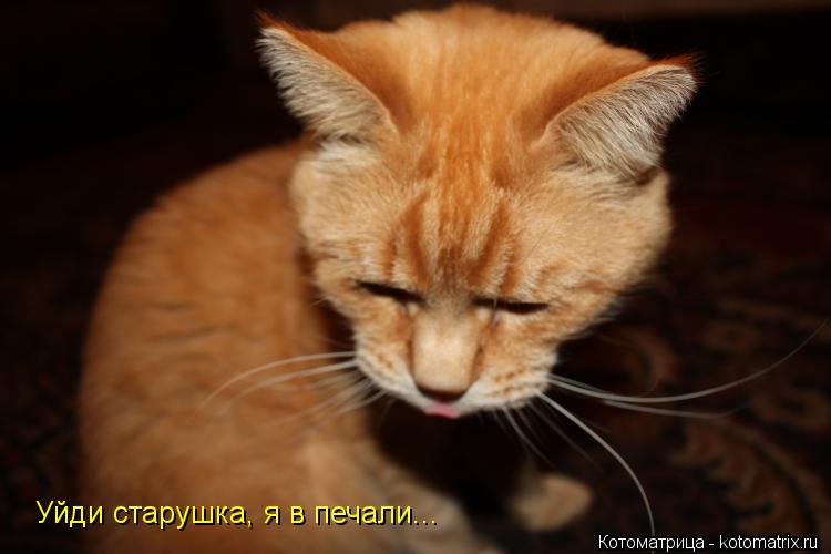 Котоматрица: Уйди старушка, я в печали...