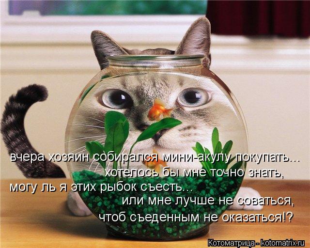 вчера хозяин собирался мини-акулу покупать... хотелось бы мне точно знать, могу ль я этих рыбок съест... Котоматрица: вчера хозяин собирался мини-акулу покупать... хотелось бы мне точно знать, могу ль я этих рыбок съесть... или мне лучше не соваться, чтоб съеде