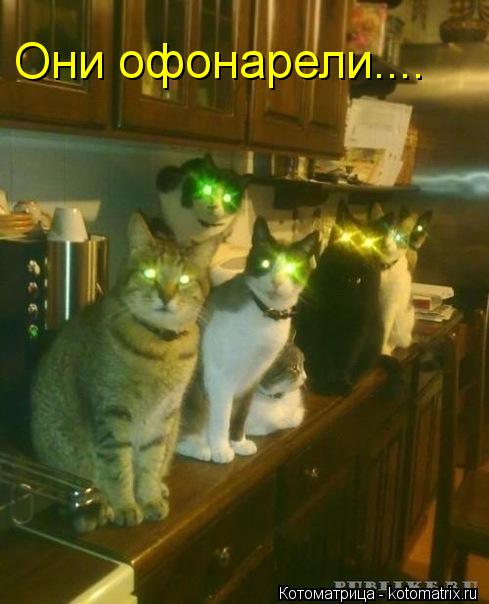 Они офонарели....... Котоматрица: Они офонарели....