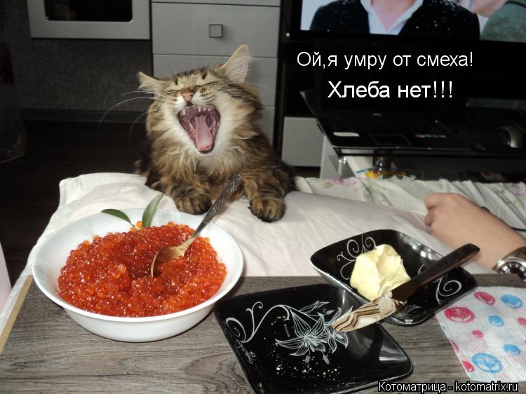 Ой,я умру от смеха! Хлеба нет!!!... Котоматрица: Ой,я умру от смеха! Хлеба нет!!!