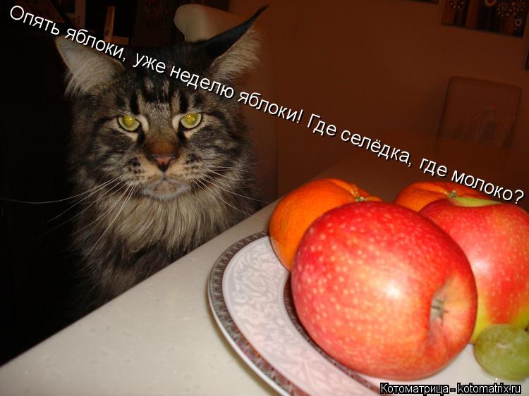 Опять яблоки, уже неделю яблоки! Где селёдка, где молоко?... Котоматрица: Опять яблоки, уже неделю яблоки! Где селёдка, где молоко?