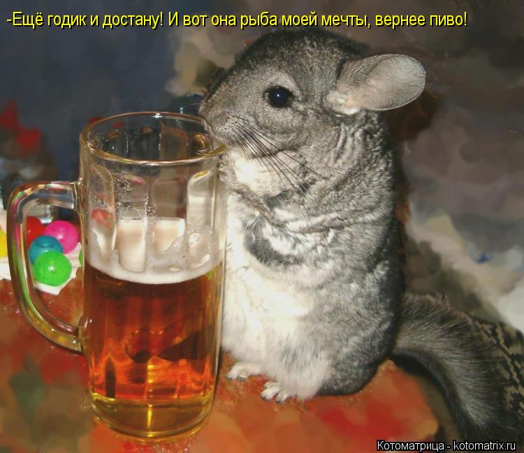-Ещё годик и достану! И вот она рыба моей мечты, вернее пиво!... Котоматрица: -Ещё годик и достану! И вот она рыба моей мечты, вернее пиво!